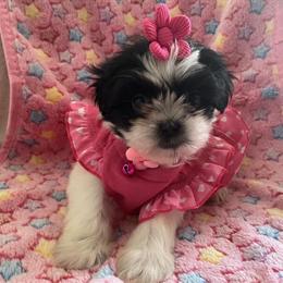 Shih Tzu Puppy - 8 Weeks Old, Ready for New Home in Emporia, va