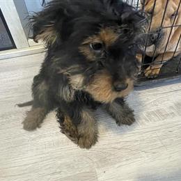 Bernedoodle Puppies Available in Harper Woods, mi