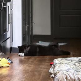 12 Week Old Male Akita Puppy Ready for Forever Home in Cincinnati, oh