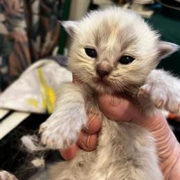 Ragdoll Kittens Available in Newark, ny