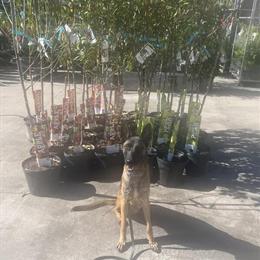 Obedience Trained Belgian Malinois Available for Adoption in Atlanta, ga