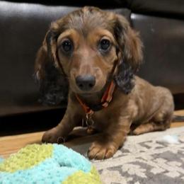 Miniature Dachshund Puppy Available in Massachusetts in Newton, ma