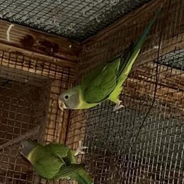 Plum Head Bird Pairs and Extra Males for Sale in Visalia, ca