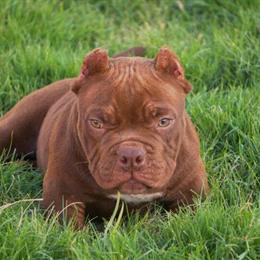 American Bully Puppies for Sale - 16 Weeks Old in Universal City, tx
