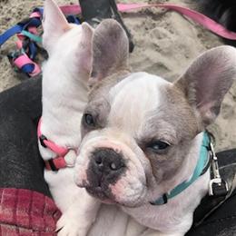 French Bulldog - Smokey, 1 Year Old Miniature in Beaverton, or