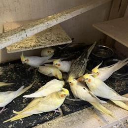 Cockatiel Birds for Adoption in Virginia in Alexandria, va