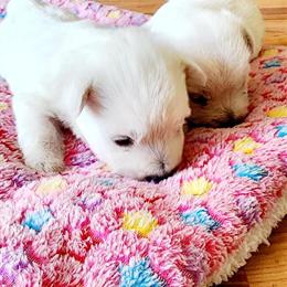 West Highland White Terrier Puppies - New Litter Due April 2026 in Atlanta, ga