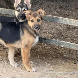 German Shepherd Mix Puppy for Sale in Goshen, in