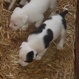 Pitbull Puppies Available - 6 Weeks Old in Cleveland, oh