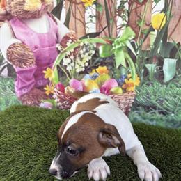 Jack Russell Puppies in Dover, Florida in Plant City, fl