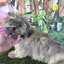 Shih Tzu Puppies Available - AKC & CKC Registered in Plant City, fl