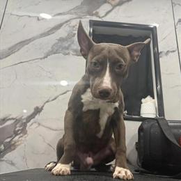 Pitsky - 8 Months Old, Friendly and Cute in Philadelphia, pa