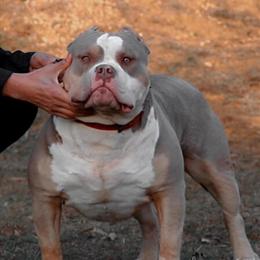 American Bully Male, 2.5 Years Old in Accokeek, md