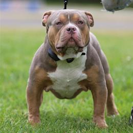 Lilac Tri American Bully Available in Accokeek, md