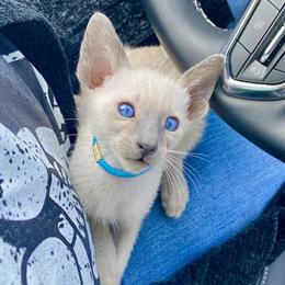 Purebred Siamese Kittens Available in January in Staten Island, ny