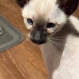 Siamese Male Kitten Available for Adoption in Staten Island, ny