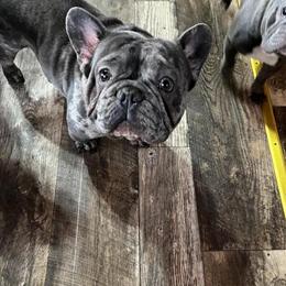 French Bulldog Puppy - Male in Grand Rapids, mi
