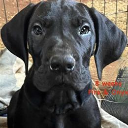 Great Dane Puppies Available in Black and Blue in Waterbury, ct