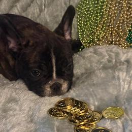 French Bulldog Brindle Male Puppy - 3 Months Old in Madisonville, ky