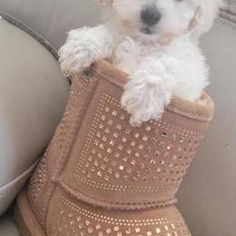 White Tiny Toy Poodle Male in Kokomo, in