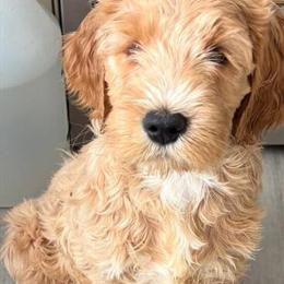 Goldendoodle Puppies Available in Stafford, va