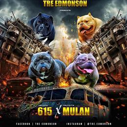 Female Bully Available for Adoption in Paris, tn