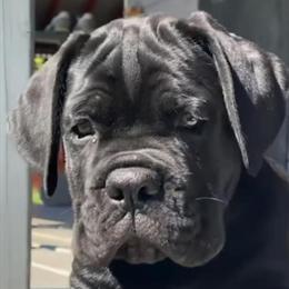 Stunning Black Male Cane Corso Available in Philadelphia, pa