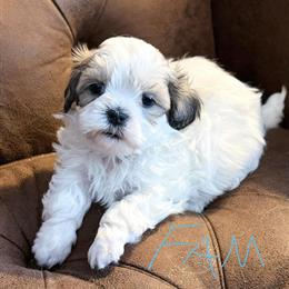 Shih Tzu Puppies Available from Health Tested Parents in Elkhart, in