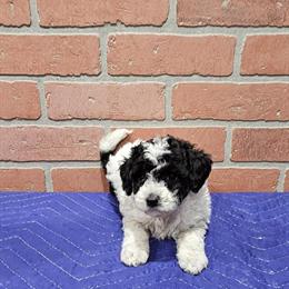 Toy Poodle Puppies Available for Adoption in Mastic Beach, ny