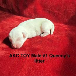 Toy Miniature Schnauzers AKC - 1 Female and 2 Males Available in Hardyville, ky
