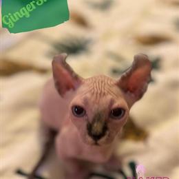 Dwelf Sphynx Kitten Gingersnap Ready in December in Oklahoma City, ok