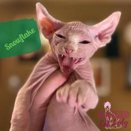 Sphynx Kitten Snowflake with Stunning Blue Eyes in Oklahoma City, ok