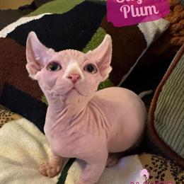 Sphynx Kitten Sugarplum - Ready in December in Oklahoma City, ok