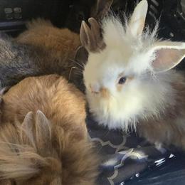 Lionhead Rabbits for Adoption in Atlanta, ga