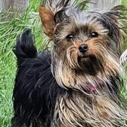 Yorkshire Terrier Male Puppy - 8 Weeks Old in Columbus, oh