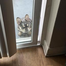 7 Month Old Female French Bulldog for Rehoming in Tampa, fl