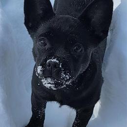French Bulldog Puppy Bruce - Athletic, Vaccinated, and Trained in Monroe, ny