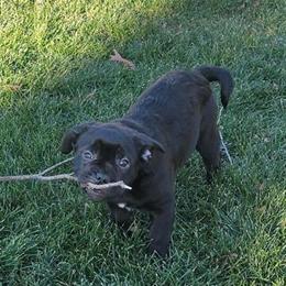French Bulldog Tuxedo Puppy Bertha - Fully Vaccinated and Trained in Monroe, ny