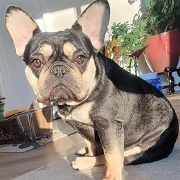 French Bulldog Puppy Mika - All-Black, Fully Vaccinated, Training Underway in Monroe, ny