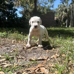 Dogo Argentino Puppies Available in Lakeland, fl