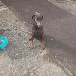 Female Doberman Pinscher, 1 Year Old in Dearborn Heights, mi
