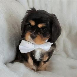 Cavalier King Charles Spaniel Puppies Available January 2026 in Yadkinville, nc