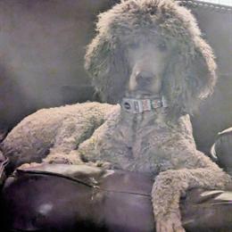 Standard Poodle Available at Stud in Yadkinville, nc