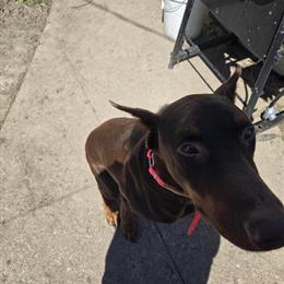 AKC Red Male Doberman for Stud in Saginaw, mi