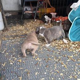 Pitbull/Shar Pei Mix Puppies Available in Kansas City, mo