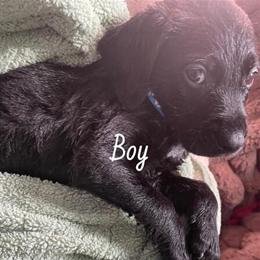 Labradoodle Puppies Ready for Forever Homes in South Bend, in