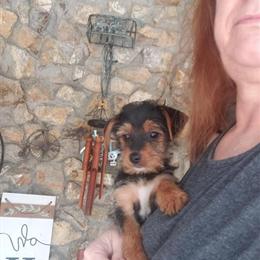 Yorkiepoo Male Puppy Available for Adoption in Columbia, sc