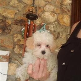 Morkiepoo Male Pup Available in Columbia, sc