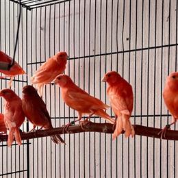 Canaries for Sale - Red Factor Variety in Mishawaka, in