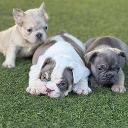 French Bulldog Puppies Available in Orlando, fl
